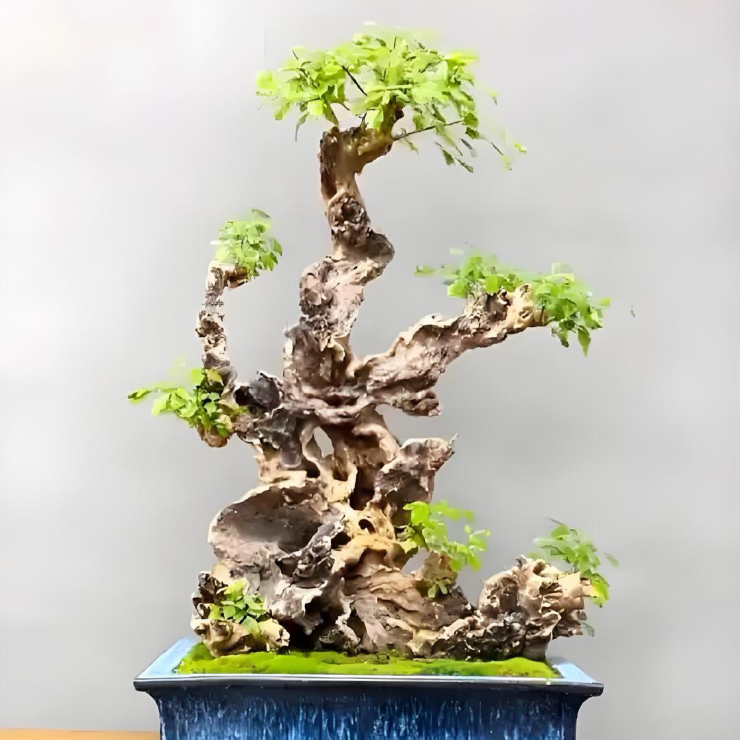 黄荆栀子花石楠花老桩盆景素材直播间一物一拍室内绿植盆栽中方