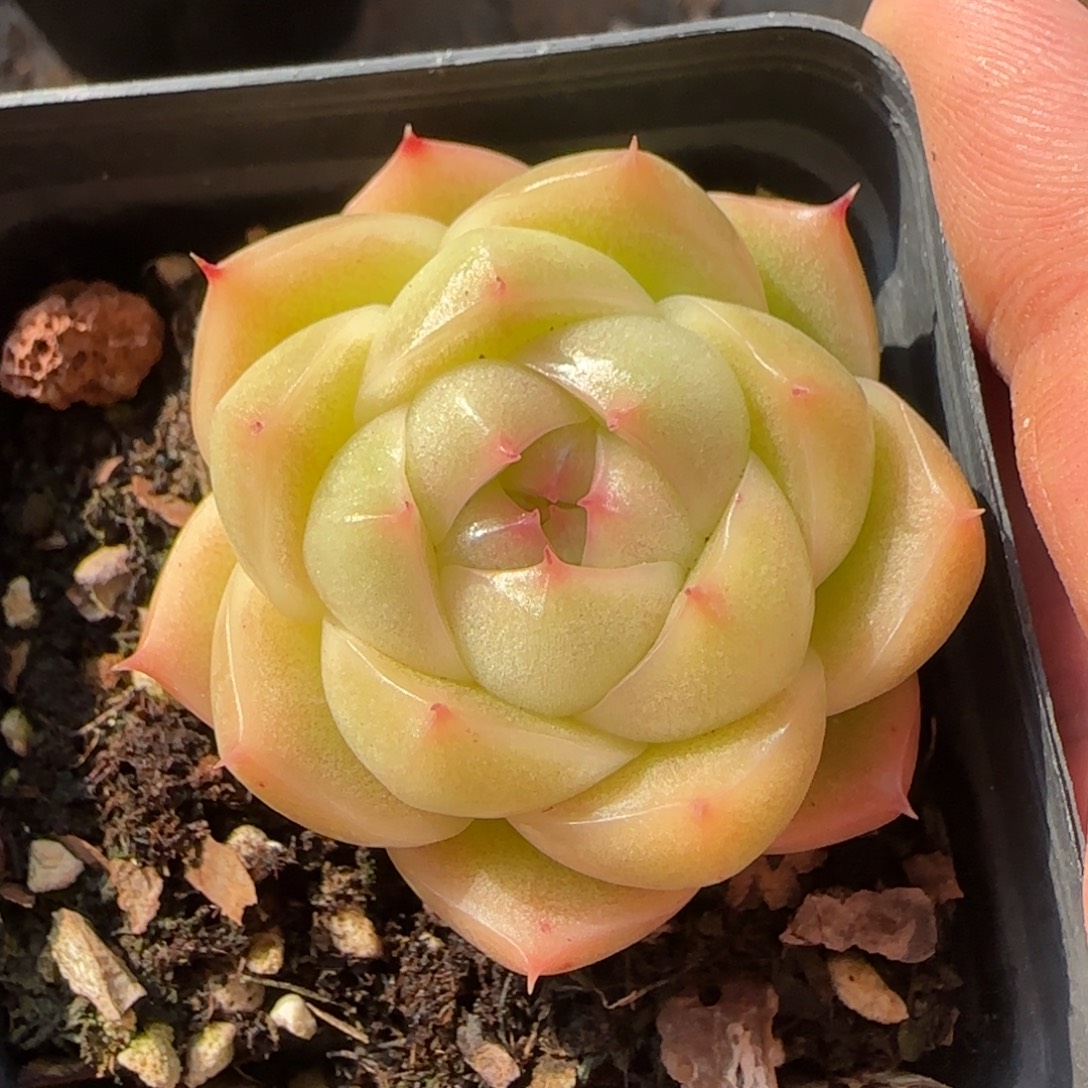 一物一拍包子麦秆