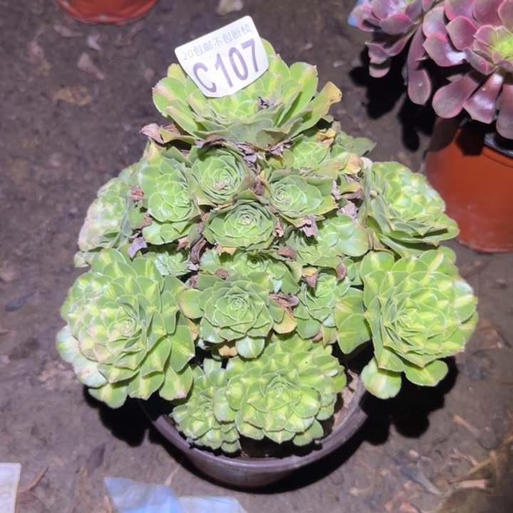 翡翠琉璃……多肉植物的生长