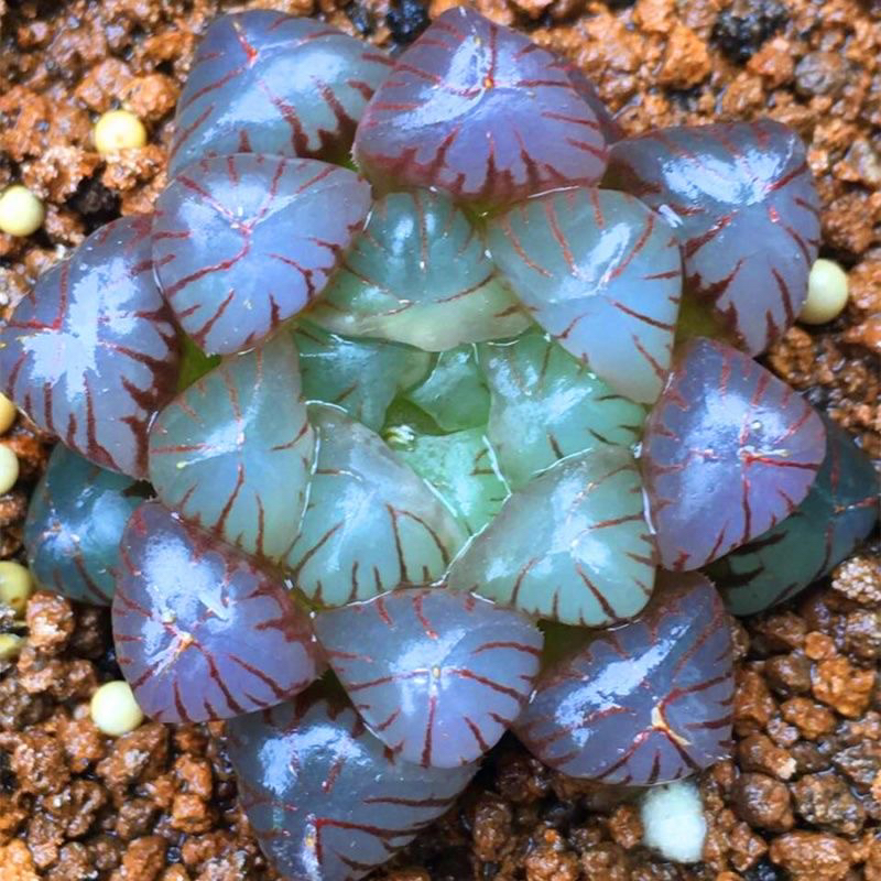 紫姬玉露（满16包邮）绿植多肉