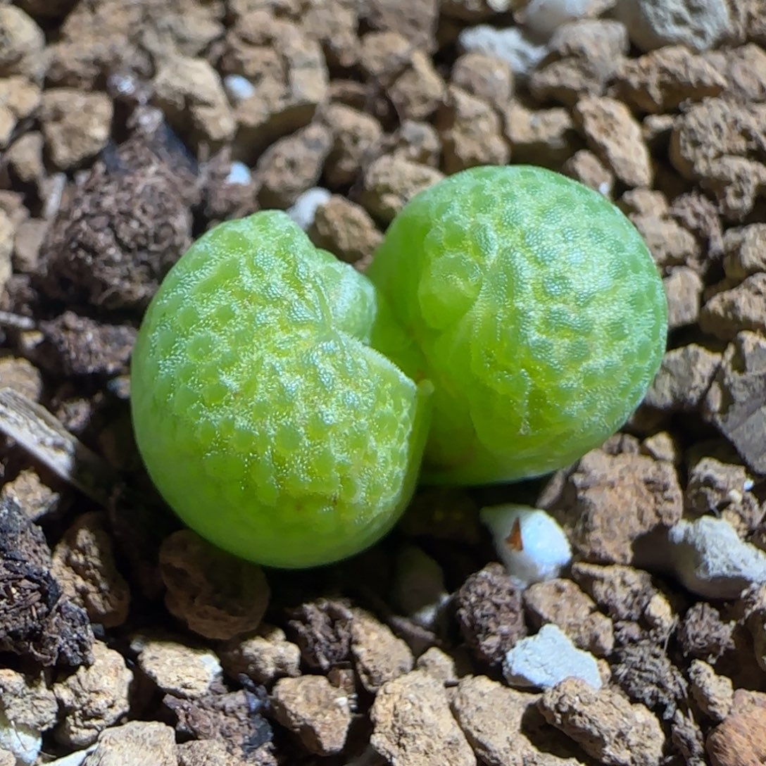 肉锥多肉植物组合-玉米545