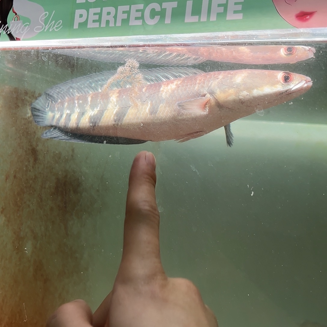 海水鱼黄魔神28厘米左右单缸单养