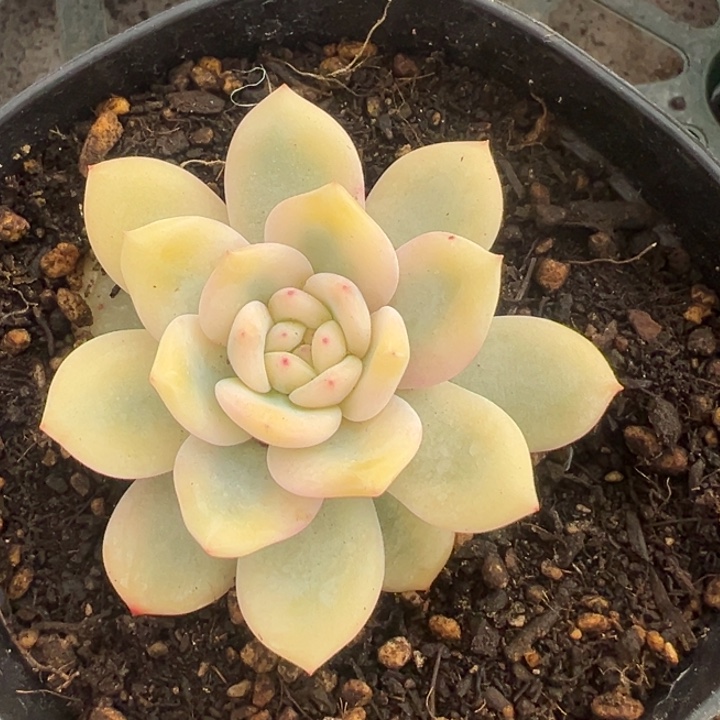 橙子锦一物一拍锦龙