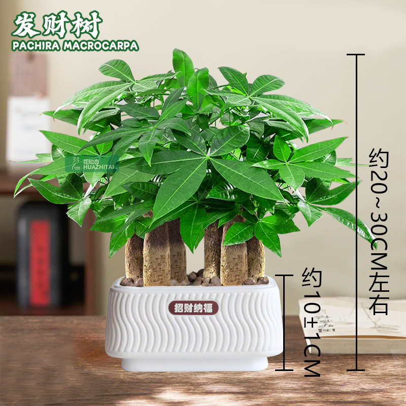 【六杆发财树】室内好养护桌面懒人绿植20-30cm盆栽植物观叶耐旱