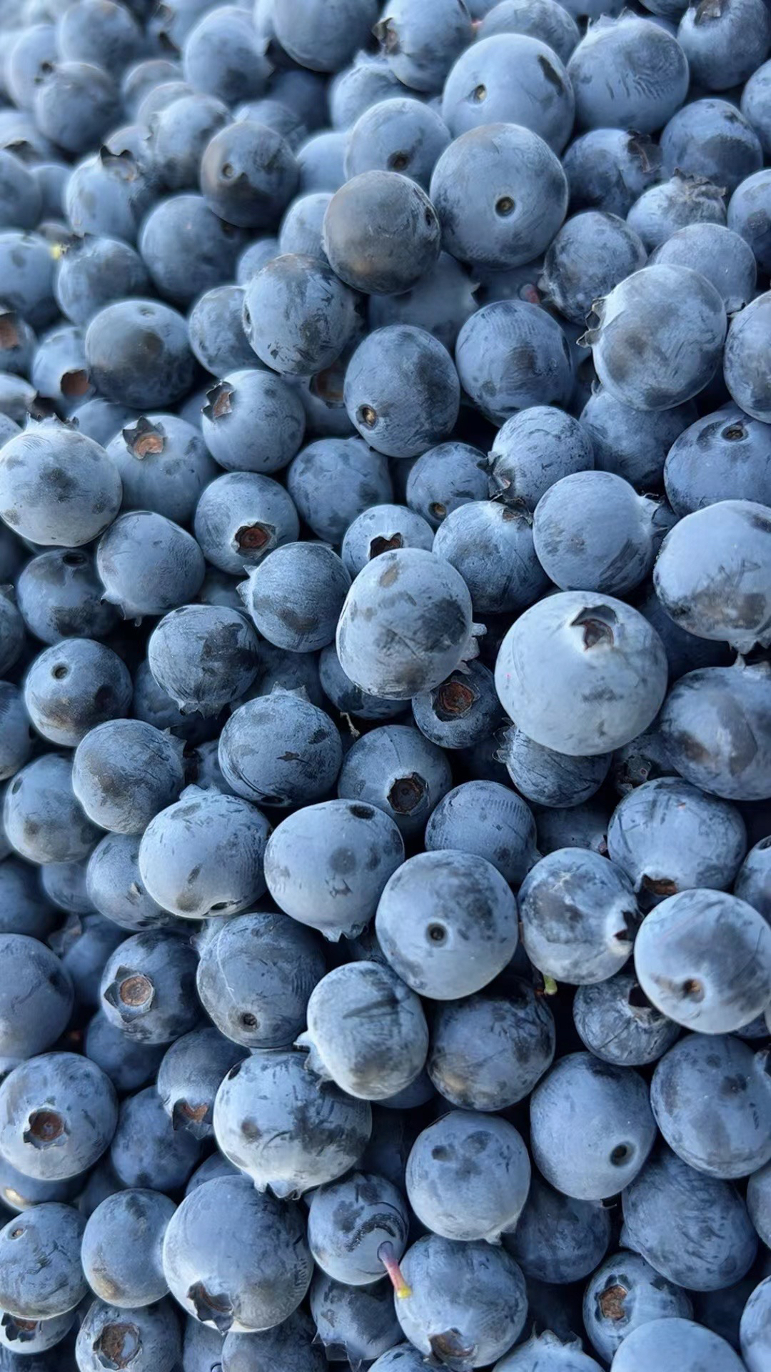 大凉山高山老品种蓝莓酸甜口感现摘新鲜