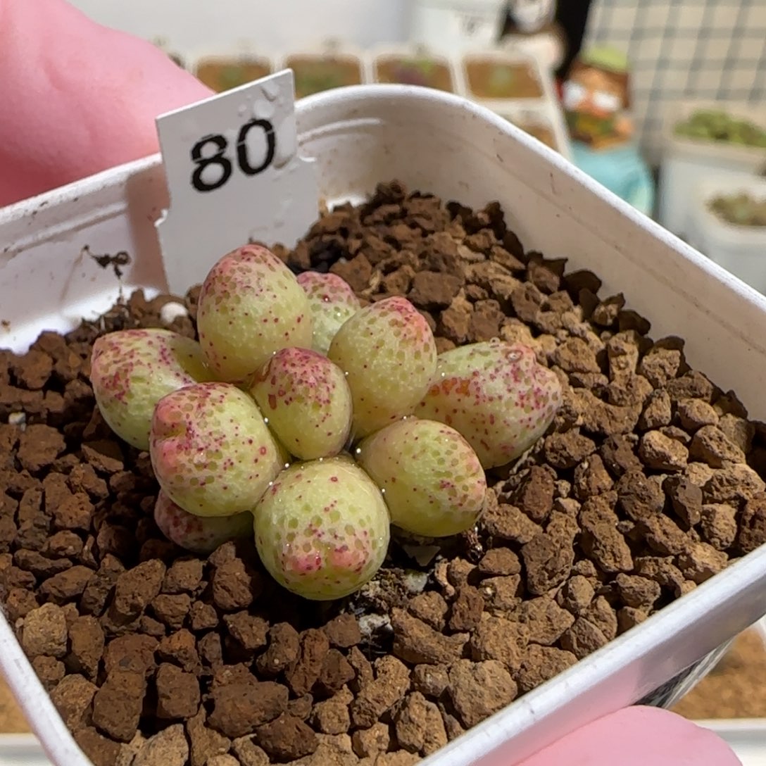 G***s肉锥多肉植物组合-草莓斑马有疤310