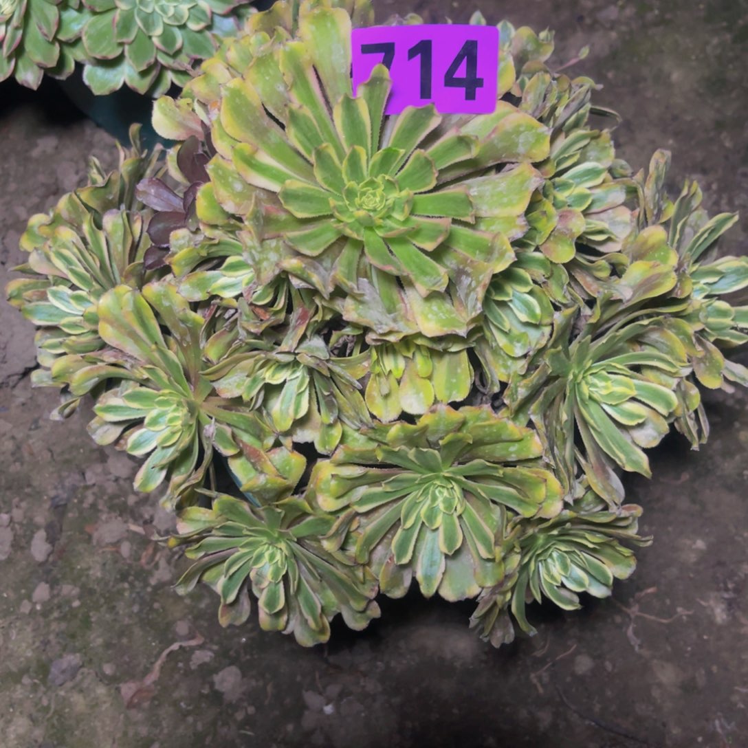 粉黛变异16//51包邮