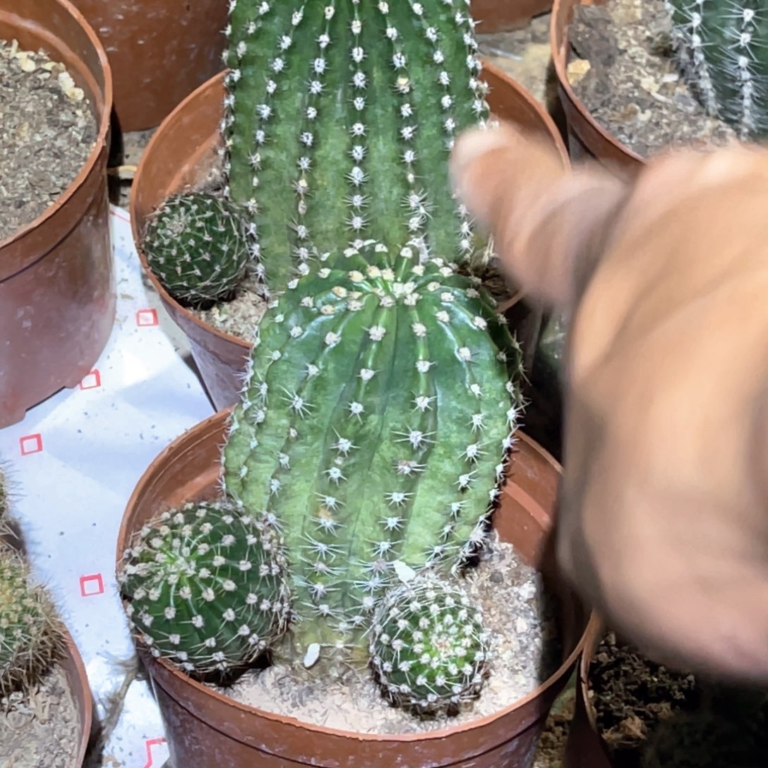 情***花彩草 5颗 脱土脱盆摘花满20包邮