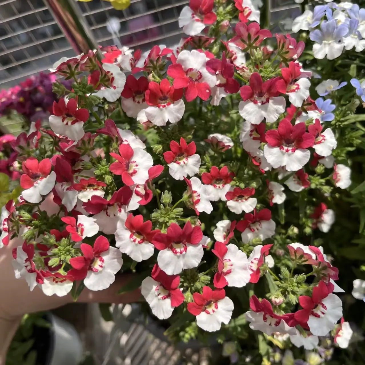 【运河家】龙面花带花苞红白双色蓝白双色阳台小盆栽