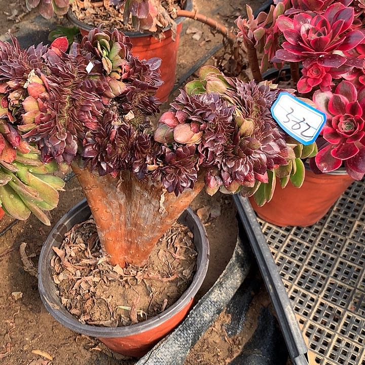 万缀多肉植物382