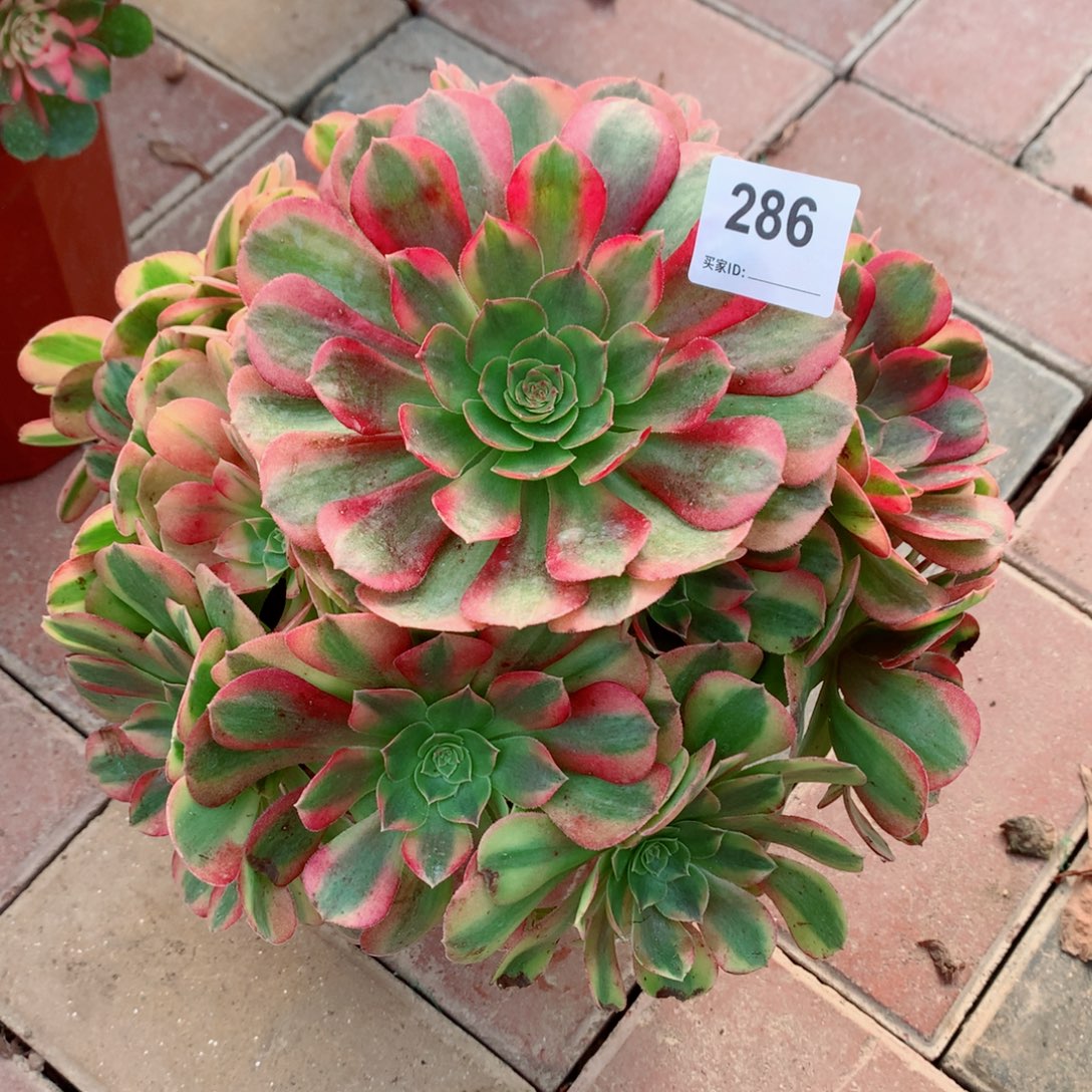 286雨菏法师多肉植物