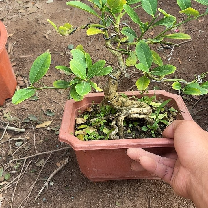 海***戼无花朵哈哈哈哈哈