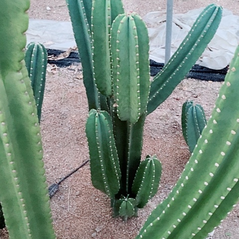 90公分左右脱土发货老桩量天尺