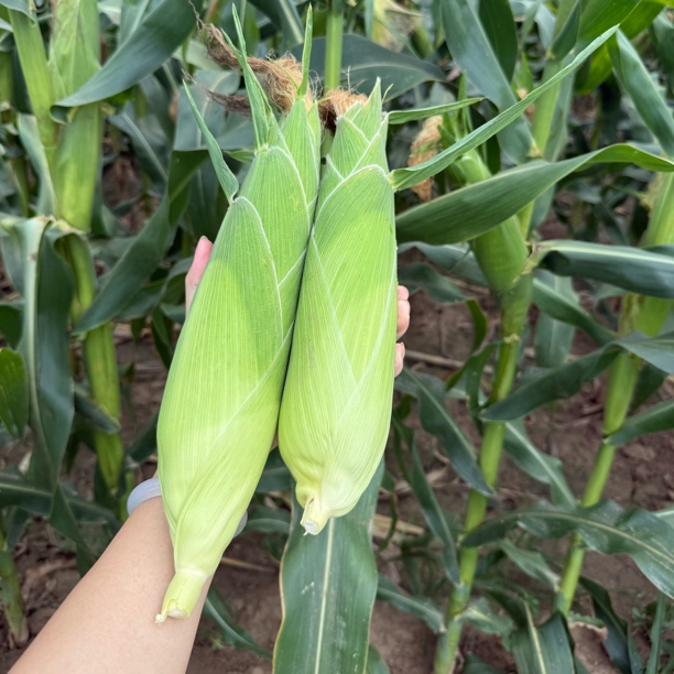 新鲜水果玉米现摘现发带叶发货饱满不均匀