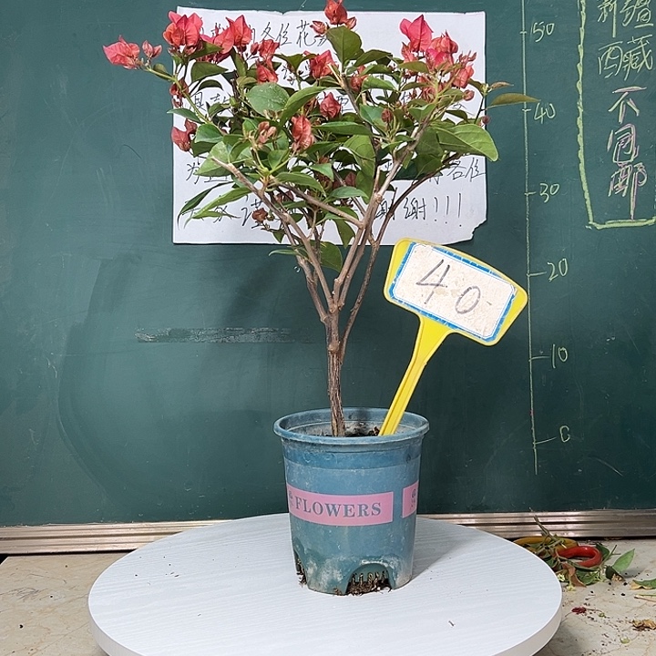 完全开放        火焰    40