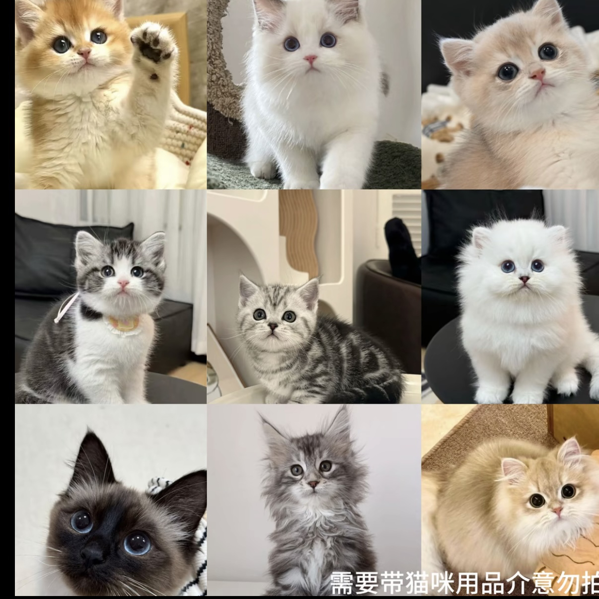 珺金渐层蓝金渐层布偶猫缅因猫银渐层英短美短宠物猫咪幼