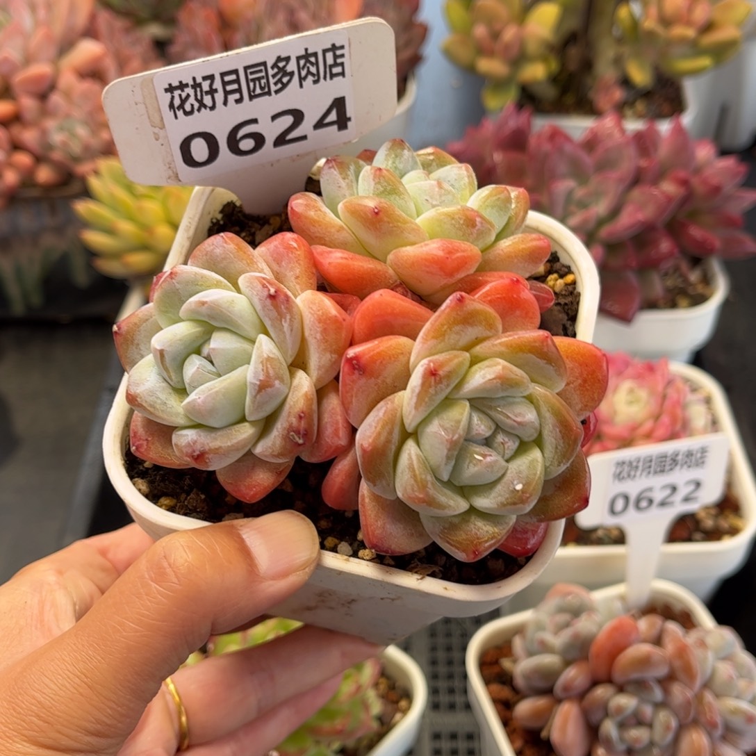 多肉植物0624 满30包邮