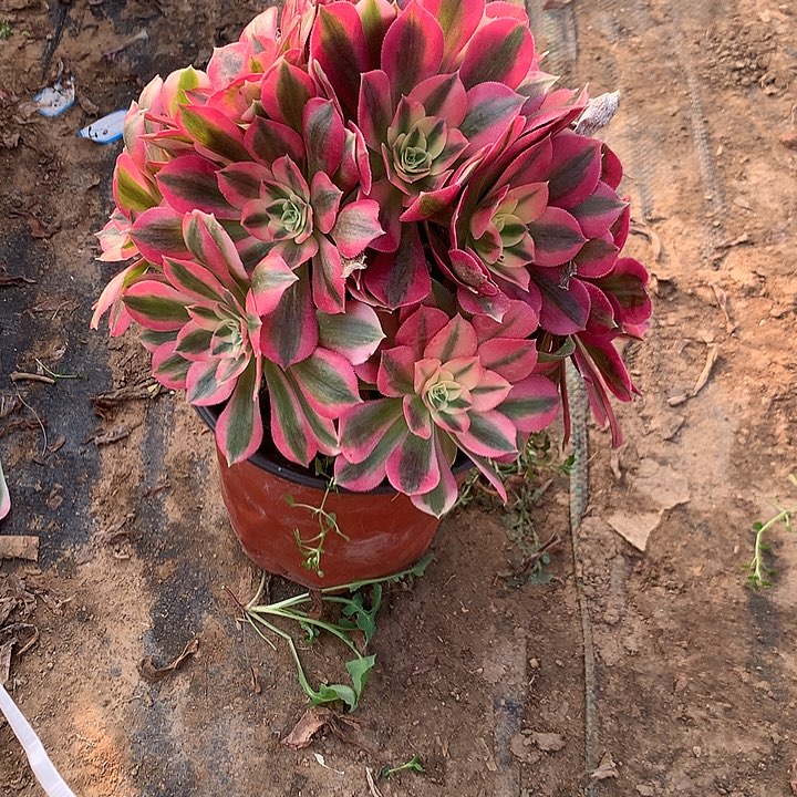 江****姐多肉植物女郎24号