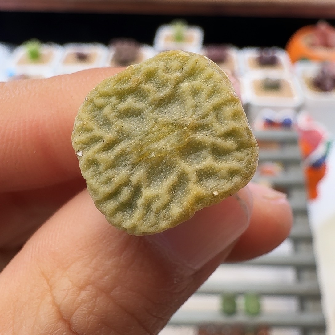 多肉植物福利超级烧卖324