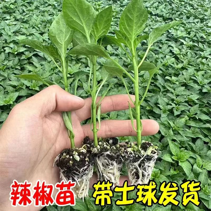 螺丝椒苗辣椒苗高产香辣椒苗辣椒种籽带土薄皮椒秧苗大果辣椒秧