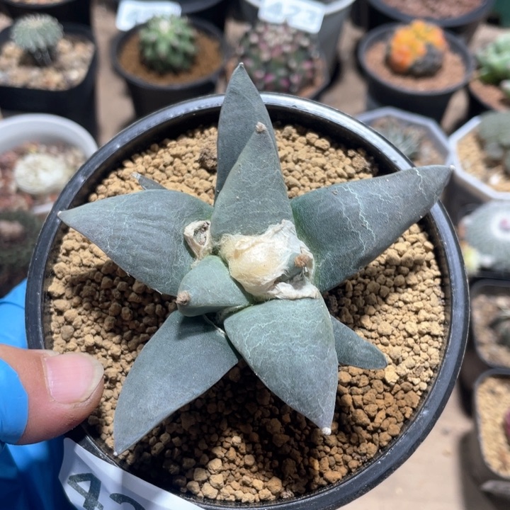 434实生大岩牡丹