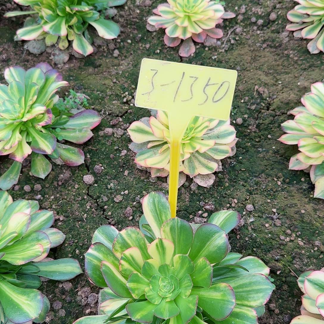 3-1350--+多头多肉植物邵修七彩多头