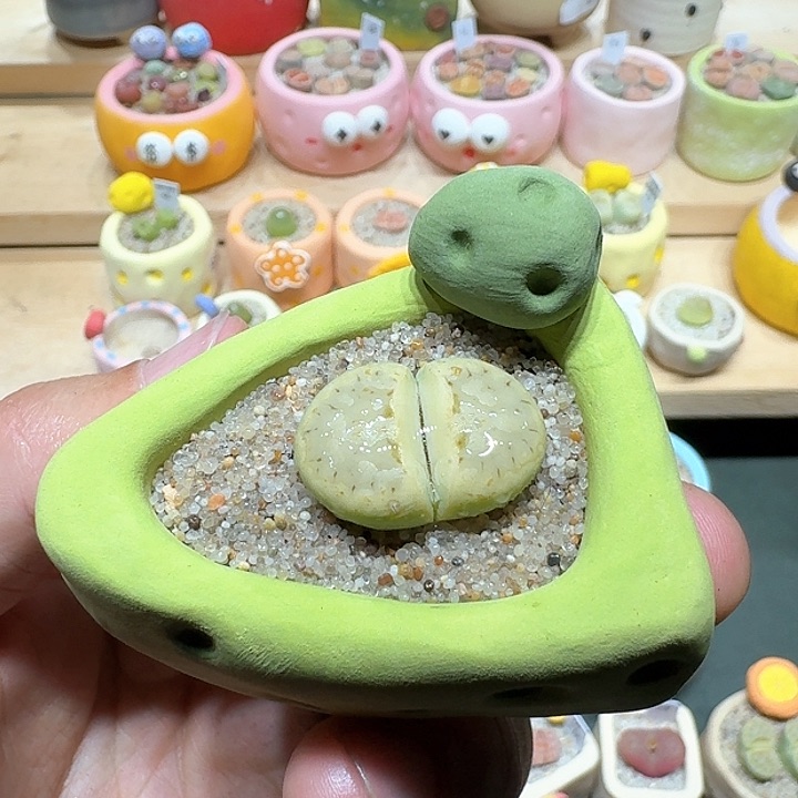 红陶蘑菇471奶油寿丽