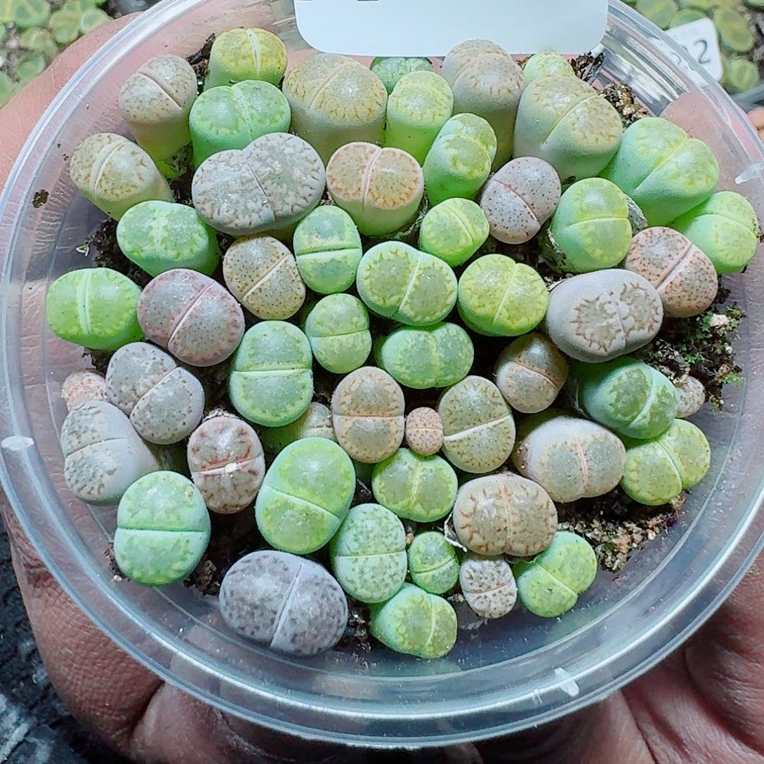 113 多肉植物多肉植物