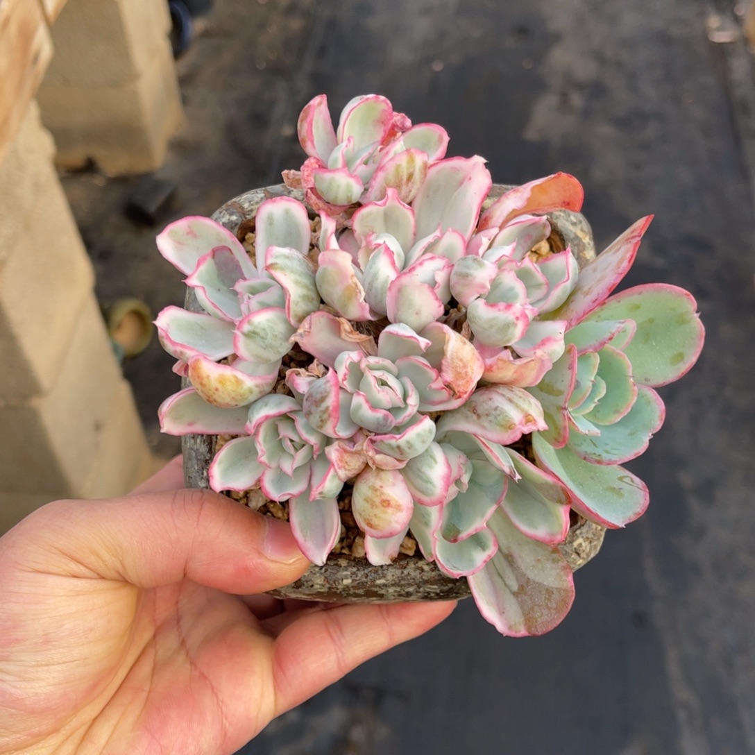 伯克利锦一物一拍