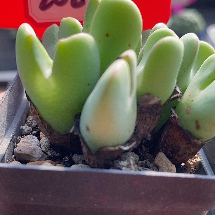 这样你可以让别人帮我们2027