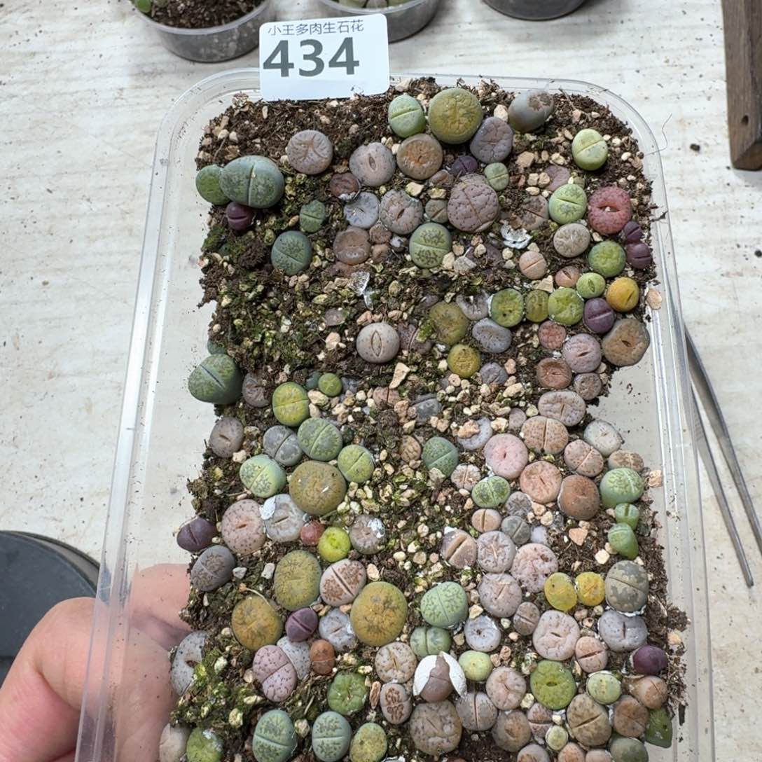 434。彩混一大盒福利出