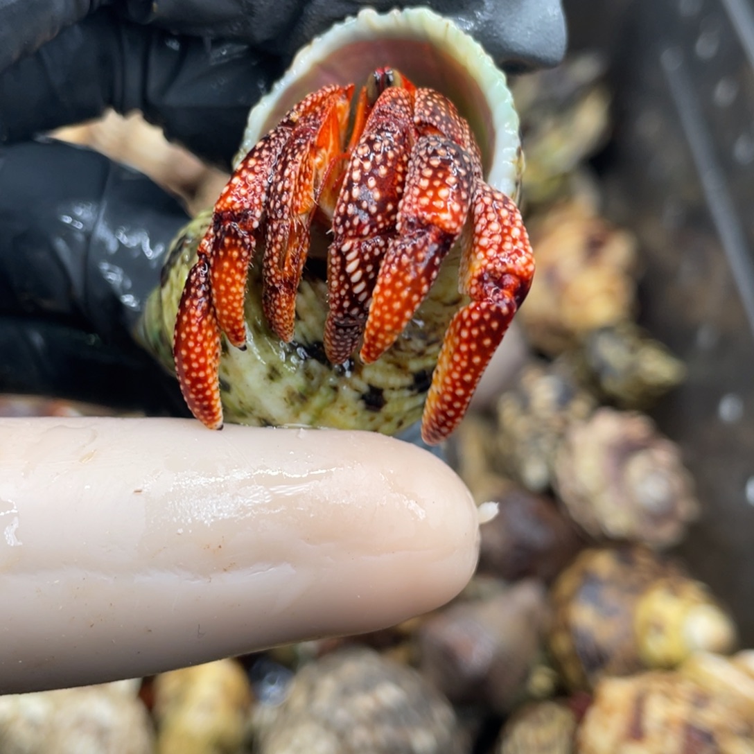 不退不换活体宠物101