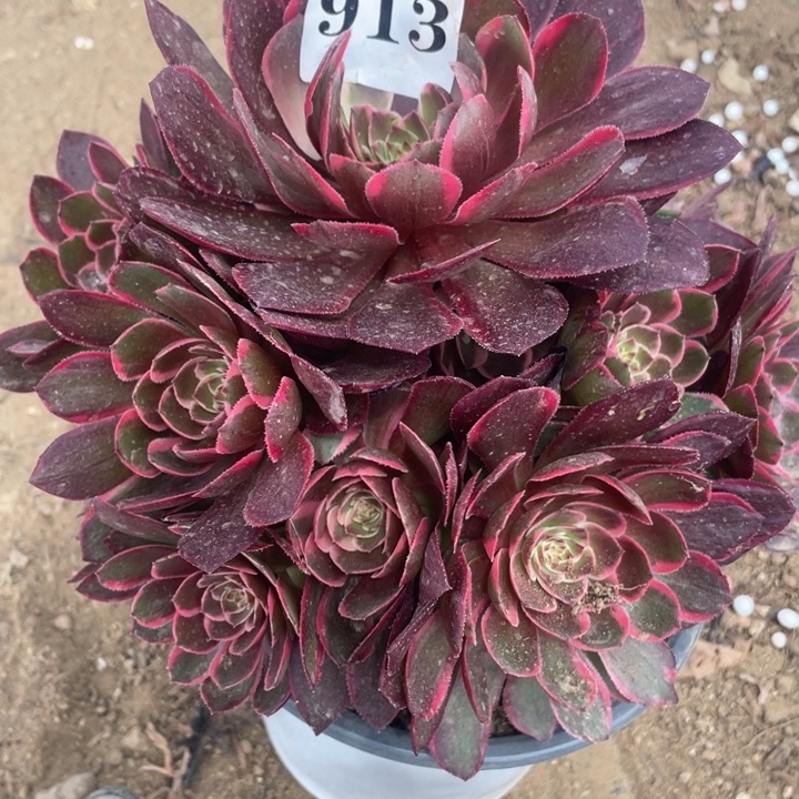 913多肉植物粉花妖