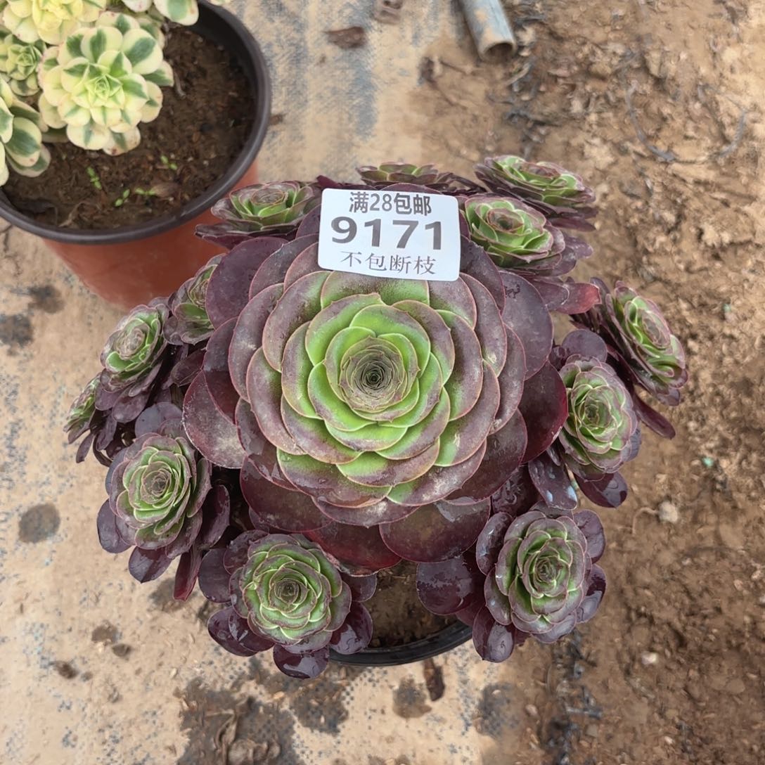 X.  9171魅金玫瑰多肉1，badde