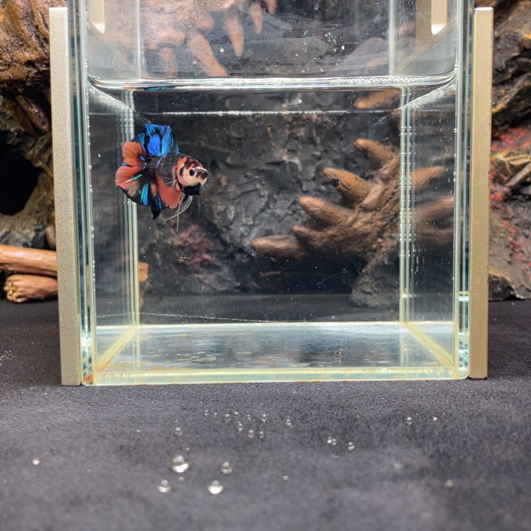 斗鱼十二月七日竞价