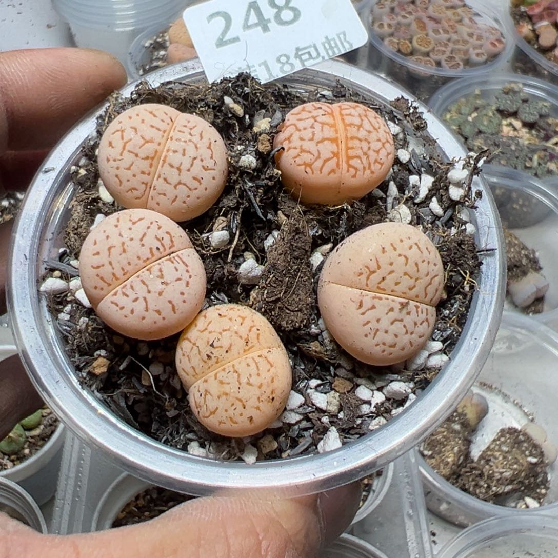 【闪购商品】雨****） 248。     