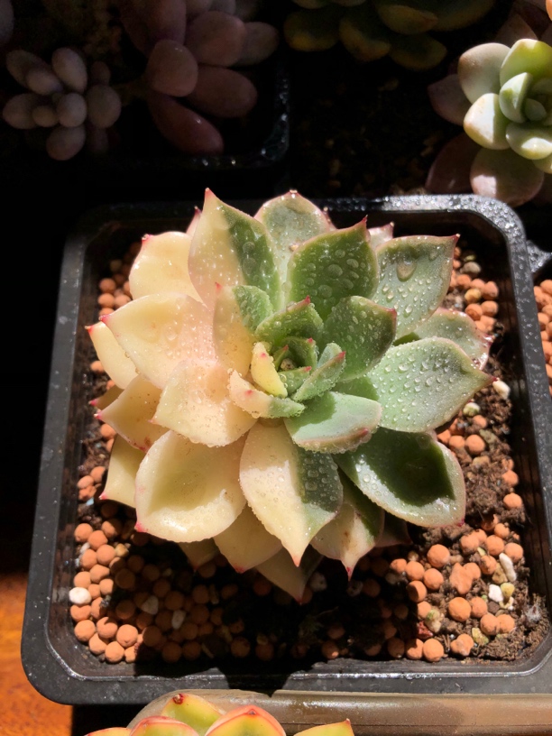 花脸红色斯特拉多肉懒人盆栽室内绿植