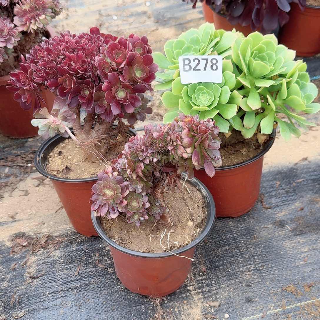 278玫瑰万缀绿微瑕共3颗