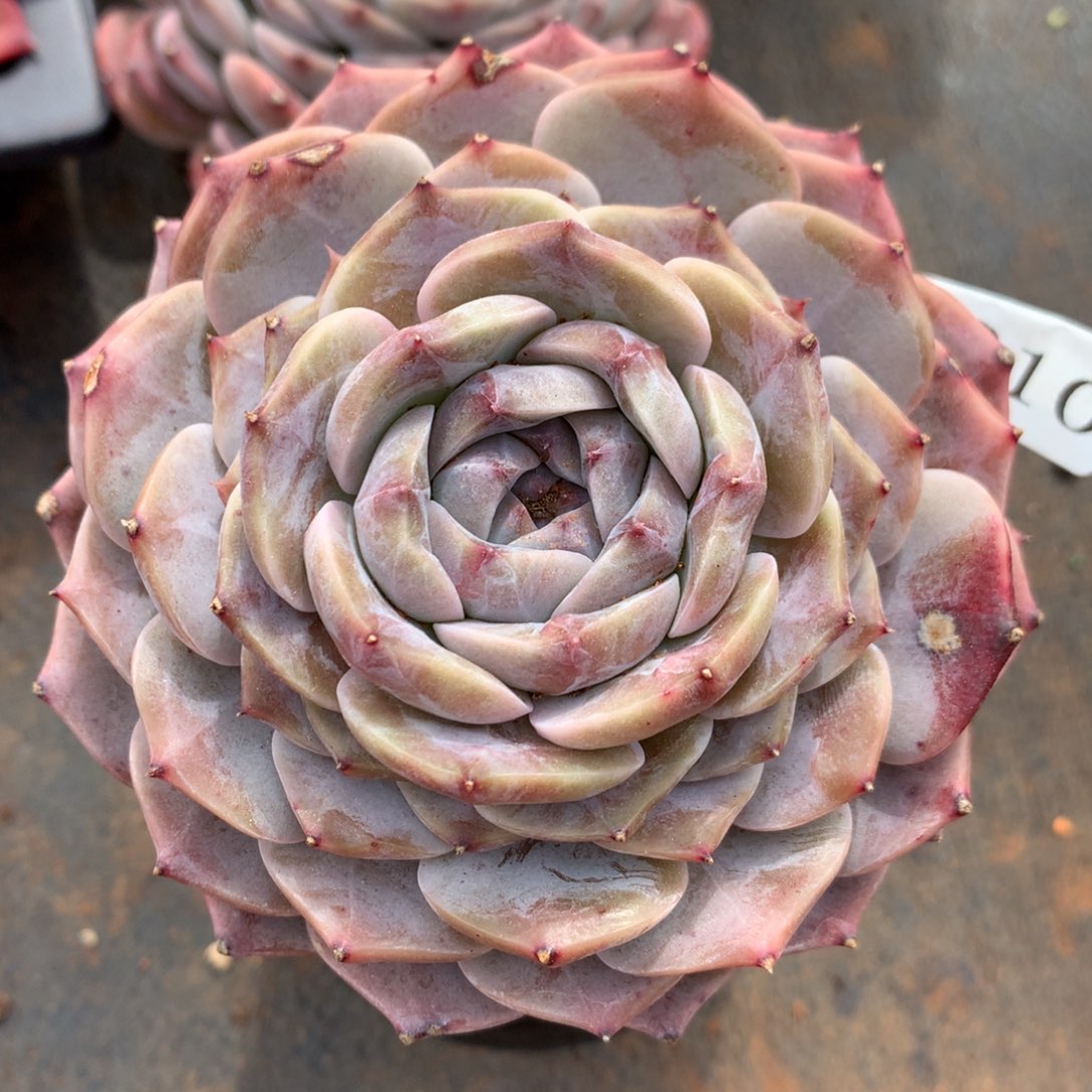 2210杂交精品基地11厘米