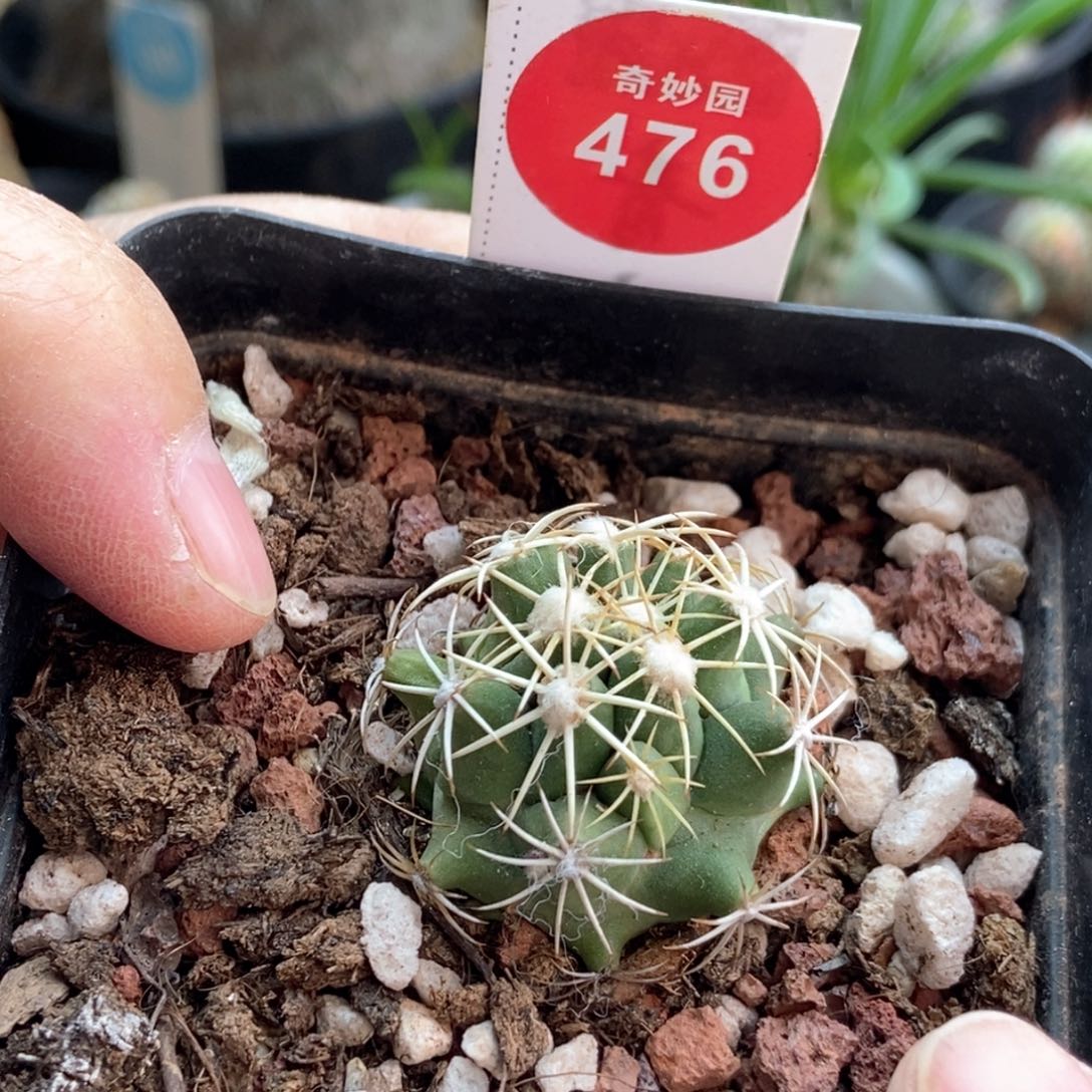 实生白鹰丸一颗3cm