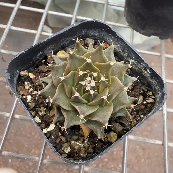 帝冠单头球4仙人球