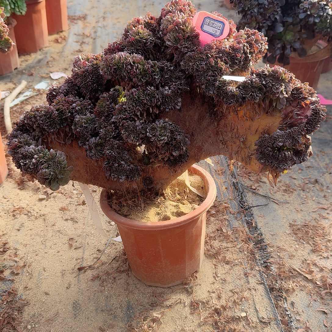 甜**语万缀一颗有伤呀