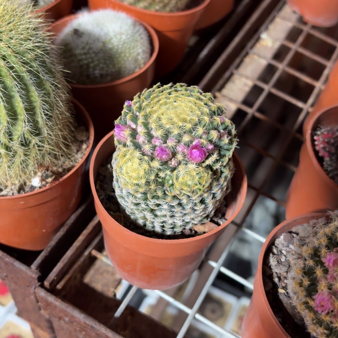 明星仙人球单头9㎝盆