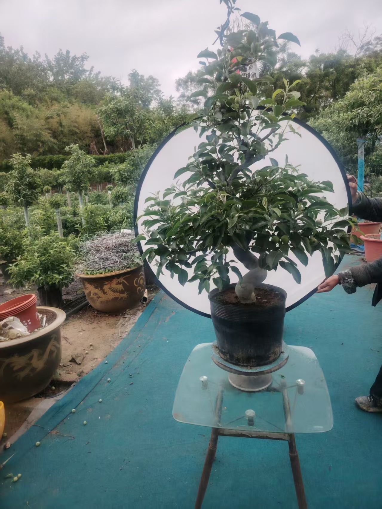 [68-200]顺丰包邮盆栽植物嫁接成品好养活开花结果天成盆栽