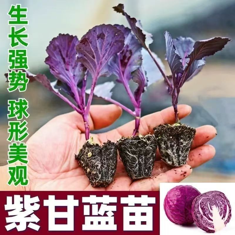 紫甘蓝秧苗带土球早熟卷心菜包心菜春秋冬四季盆栽阳台庭院蔬菜苗
