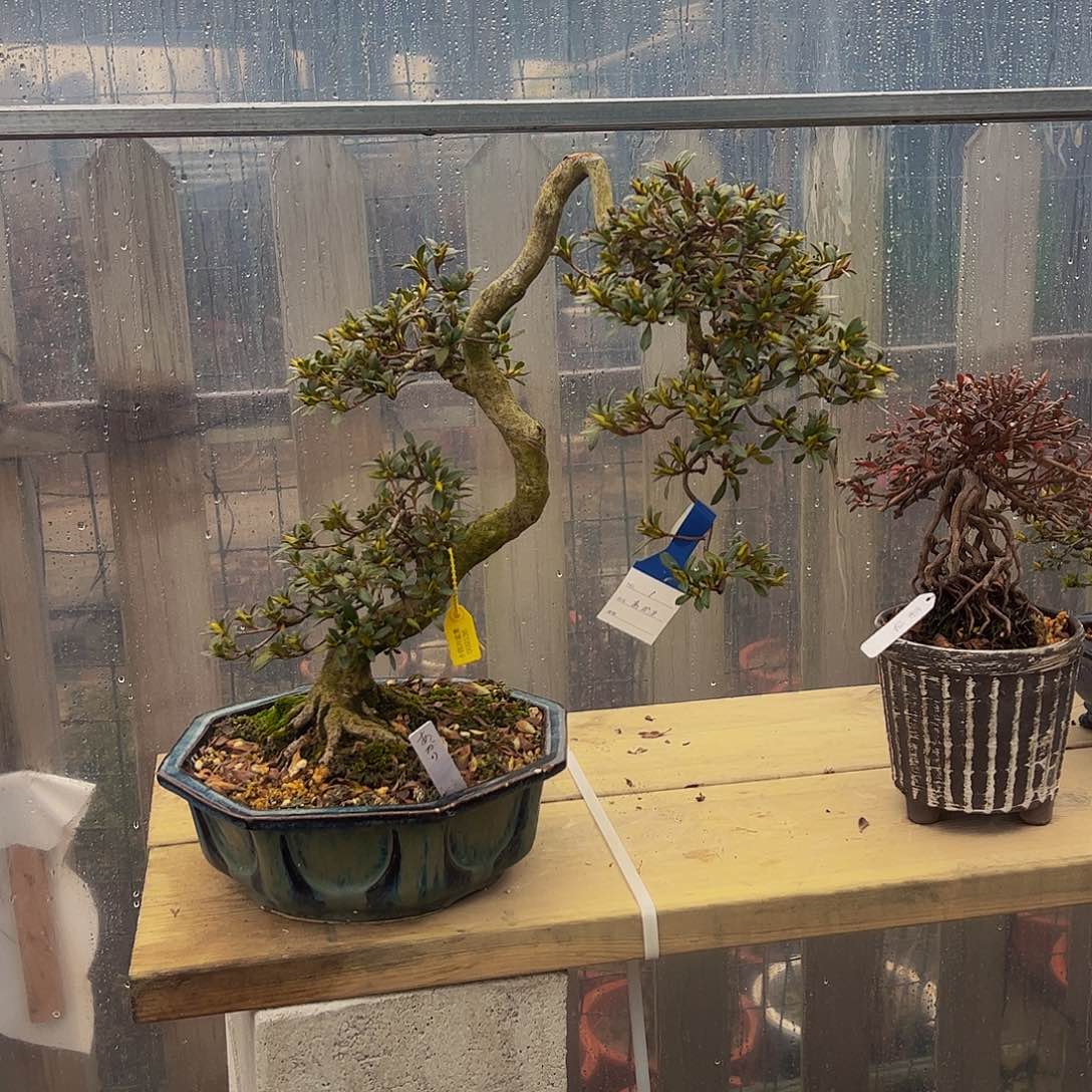 盆景箱*皋月杜鹃不包邮