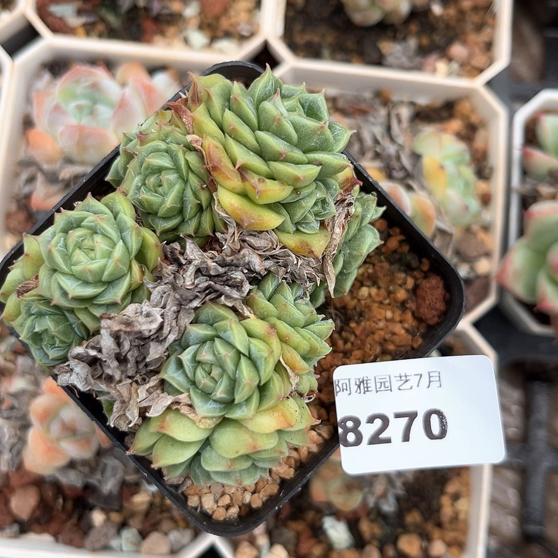 木***易阿雅园艺。    8270