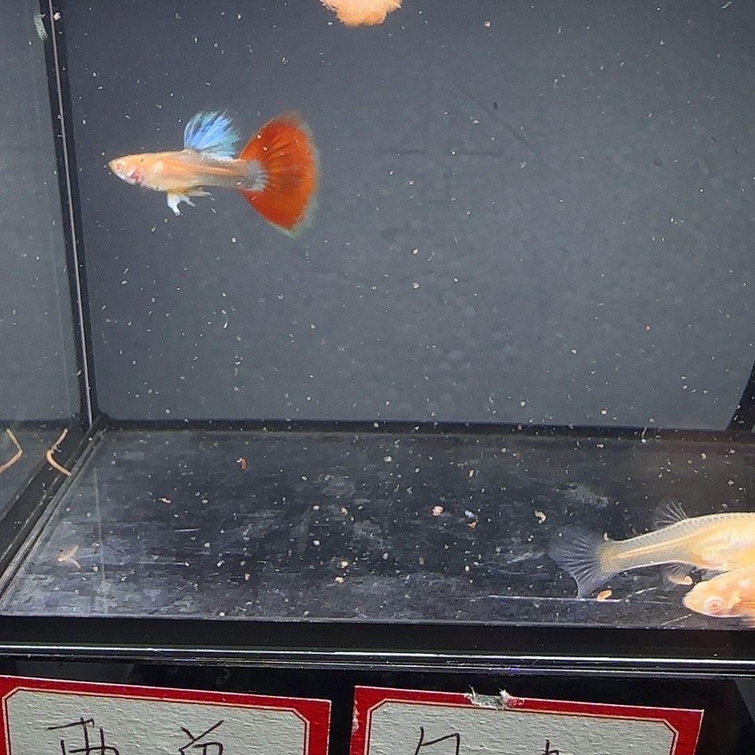 孔雀鱼火烧云两对