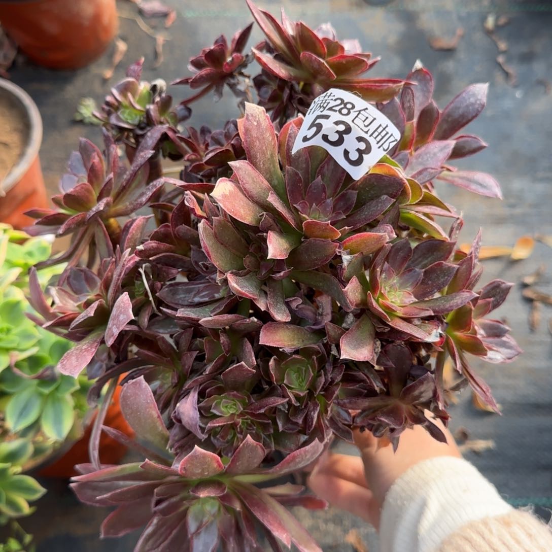 女王多肉533满28包邮断枝不包