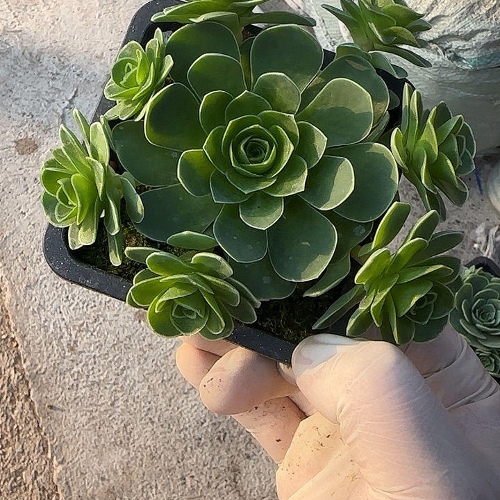 中***龙山地玫瑰一物一拍，带盆发